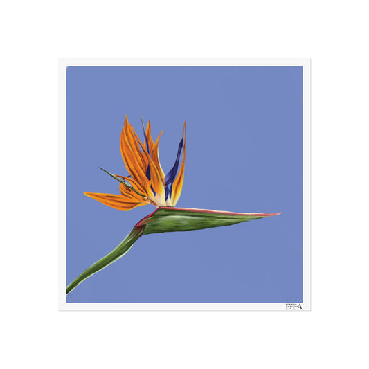 Bird of Paradise Square Fine Art Print